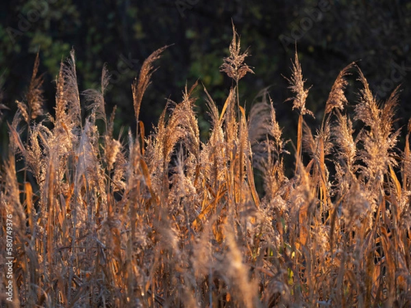 Obraz grass in the sun