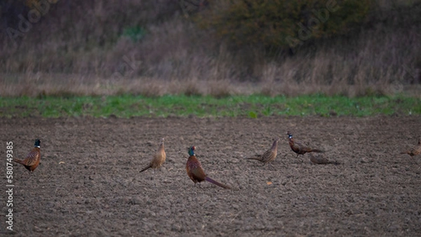 Obraz pheasant on the ground