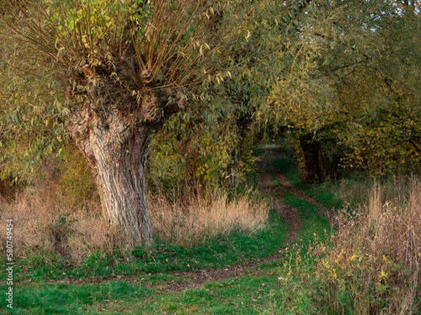 Obraz tree in the field