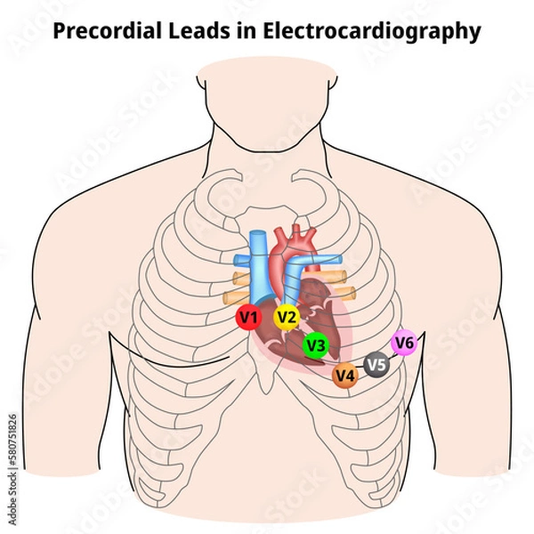 Fototapeta Precordial Leads in Electrocardiography - V1, V2, V3, V4, V5, and V6 - Position of ECG Chest Leads - Vector Medical Illustration