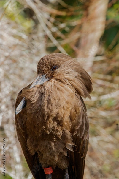 Obraz Hamerkop
