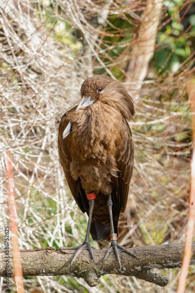Obraz Hamerkop posing 