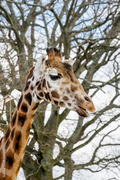 Obraz Rothschilds giraffe 