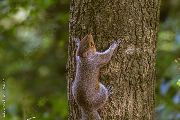 Obraz A beautiful close up of a squirrel in the wild