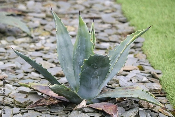 Obraz Agave asperrima