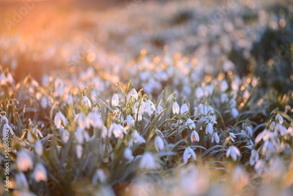 Obraz Snowdrop field - Galanthus - against a beautyful sunset