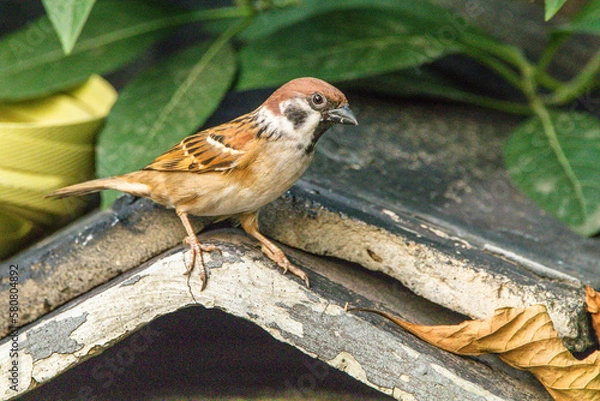 Fototapeta The house sparrow (Passer domesticus) is a species of sparrow