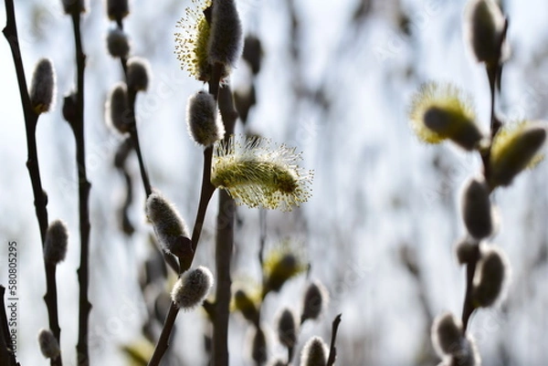 Obraz Flowering willow salix salicaceae as a closeup with a various of focuses