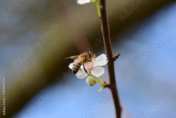 Obraz Close up of a bee on a white blossom against a blurred background