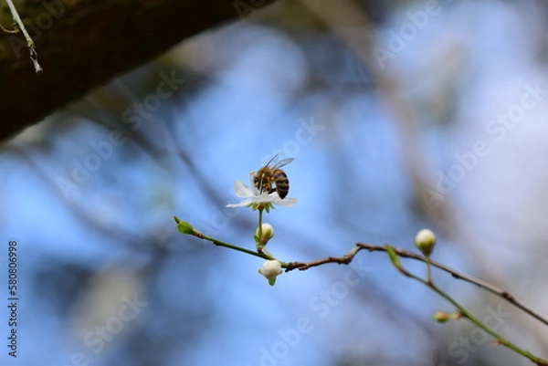 Obraz Close up of a bee on a white blossom against a blurred background