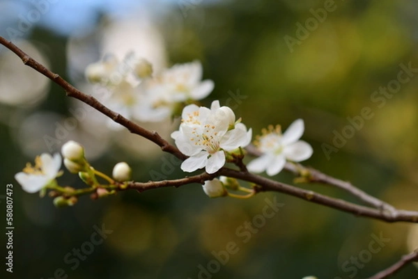 Obraz Close up of white blossoms against a brown and green blurred background
