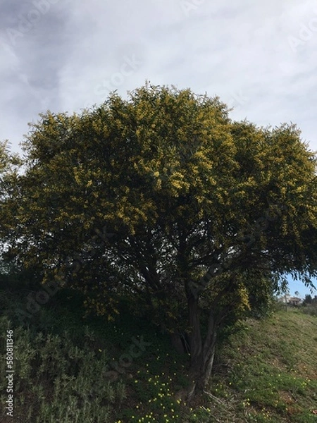 Fototapeta trees in the forest
