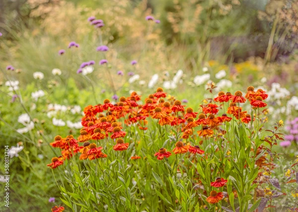 Fototapeta Helenium in a prairie garden