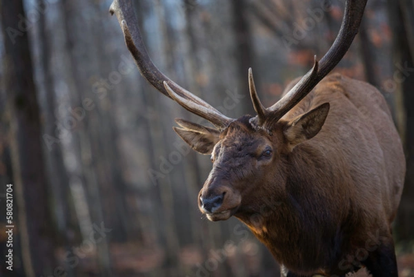 Obraz deer in the woods