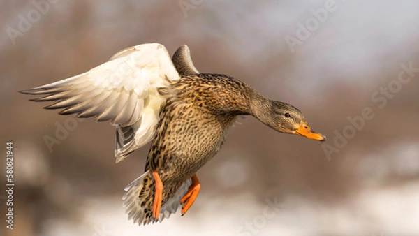 Fototapeta mallard duck