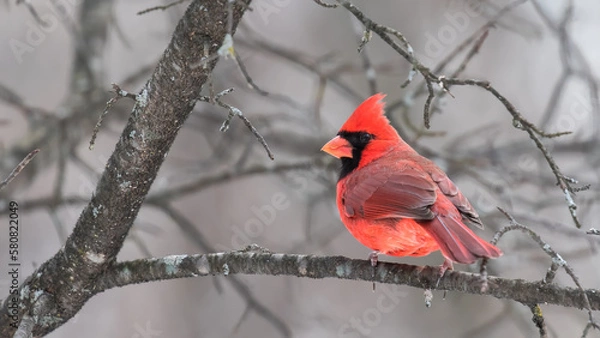 Obraz cardinal on a branch