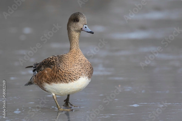 Obraz duck on the water