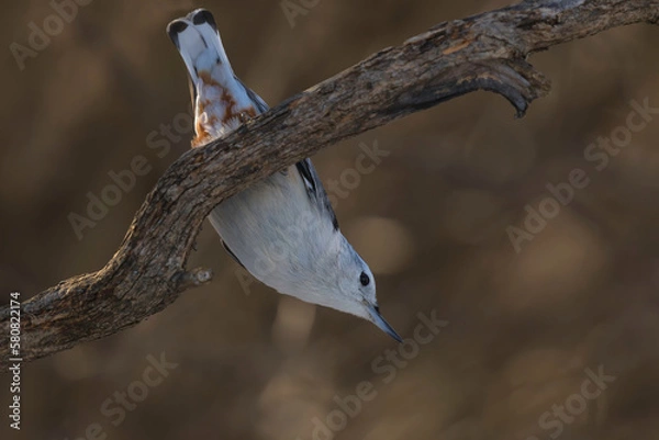 Obraz nuthatch