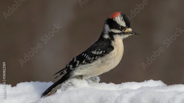 Obraz woodpecker on branch
