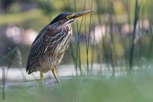 Obraz night heron 