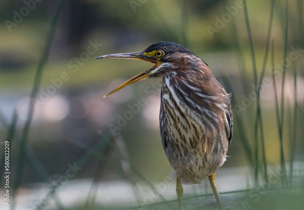 Obraz night heron bird 