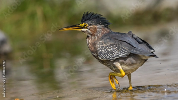 Obraz night heron bird 