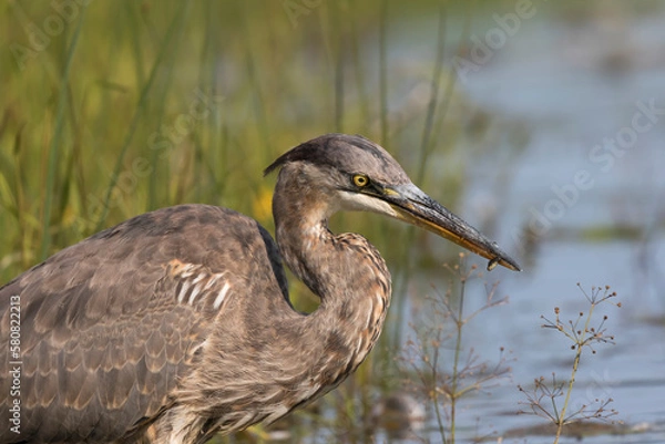 Obraz great blue heron