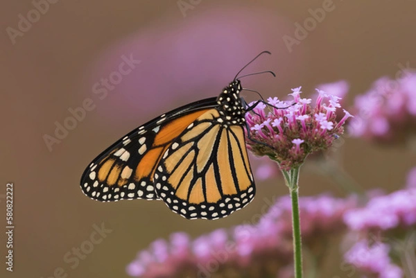 Obraz monarch butterfly on flower