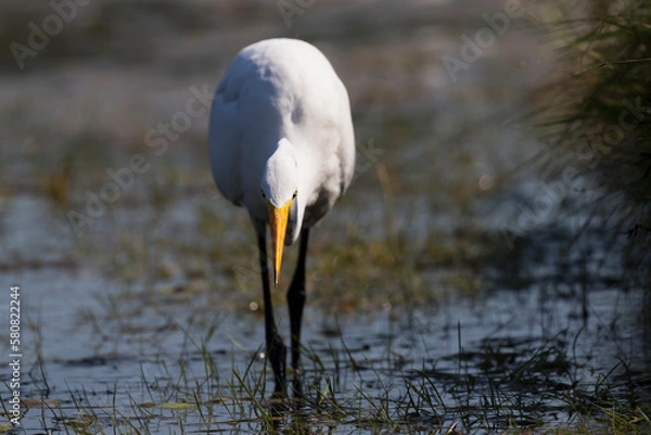 Obraz great white heron