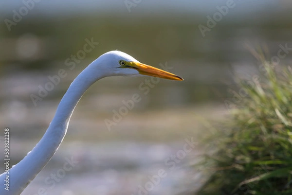 Obraz great white heron