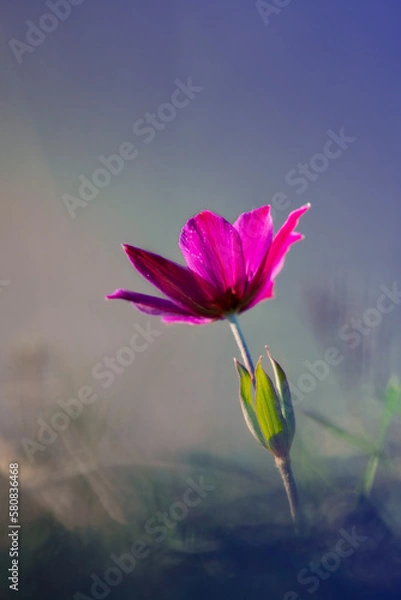 Fototapeta A poppy anemone flower with  purple color and blurred blue background. Selective focus.