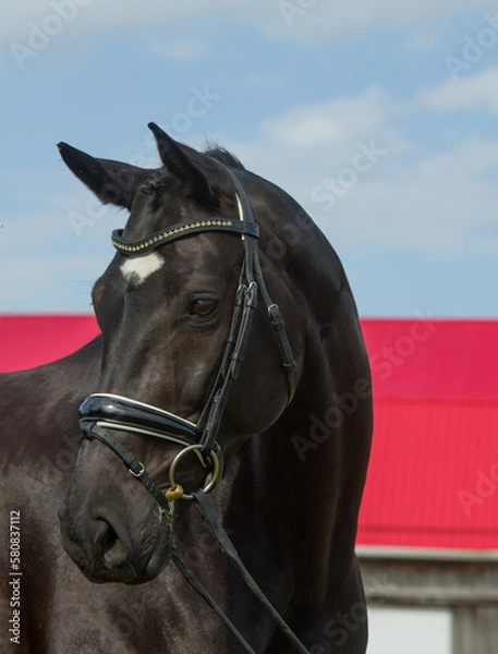 Obraz westphalian horse portrait shot head shot of black horse white star on face wearing leather dressage bridle leather tack with snaffle bit ears forward blue sky in background vertical room for type 