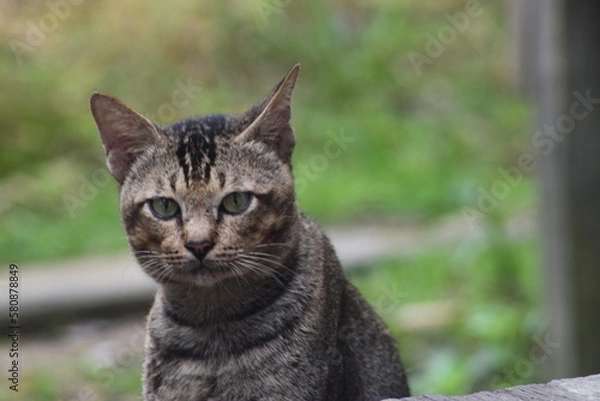 Obraz a relaxed cat, waiting for food from its master