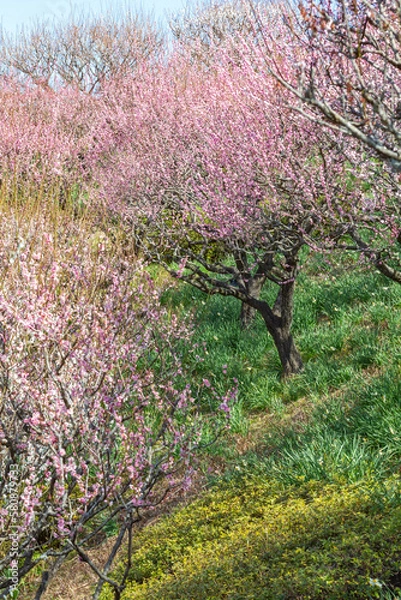 Fototapeta 満開の梅林　	
