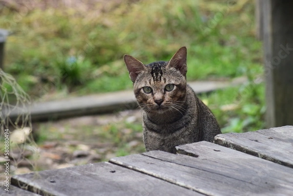 Obraz a relaxed cat, waiting for food from its master