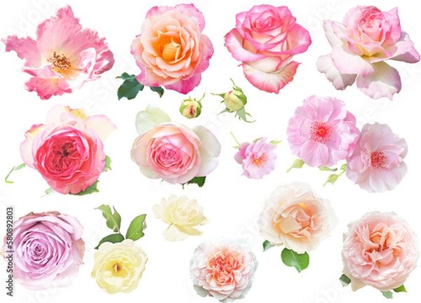 Fototapeta 切り抜き透過素材セットーピンクの薔薇