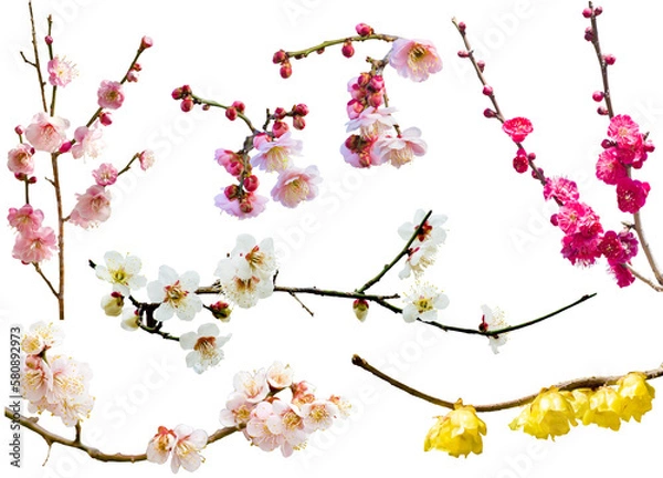 Fototapeta 切り抜き透過素材セットー梅