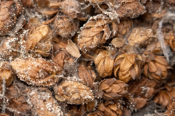 Obraz spoiled hops with mold close-up