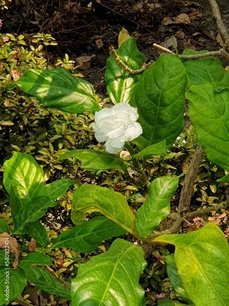 Obraz white flower in the garden