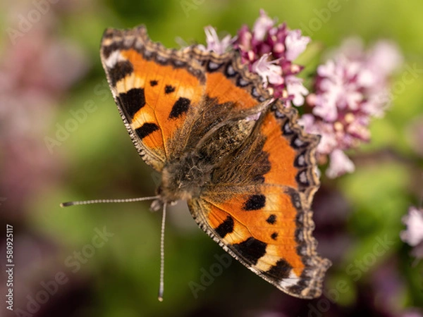 Fototapeta Der Schmetterling Kleiner Fuchs auf einer Blume