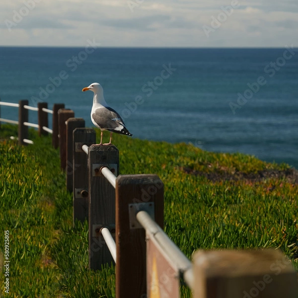 Obraz bird on ocean cliff