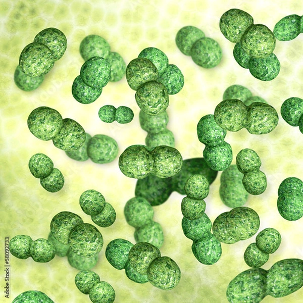 Fototapeta Enterokokken  - 3d Render