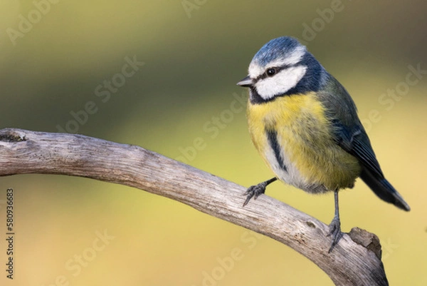 Fototapeta Blaumeise (Cyanistes caeruleu)