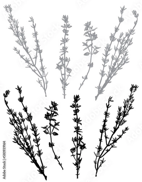 Fototapeta Vintage boho hand drawn thyme vector set. Sprig of organic herb garden thyme plant grown from seed with leaves. Chalkboard menu design accents for farm to table restaurant.