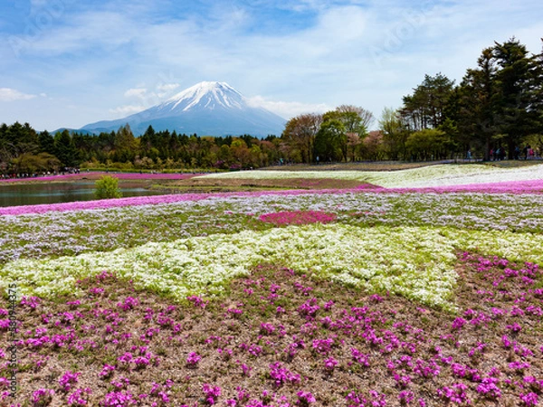 Fototapeta 満開の芝桜と富士山