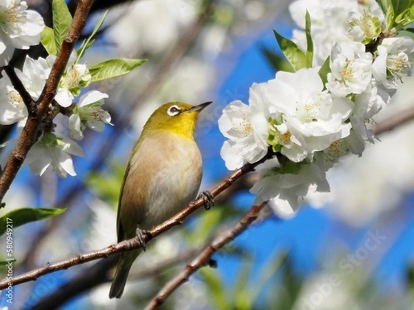Fototapeta メジロと桜
