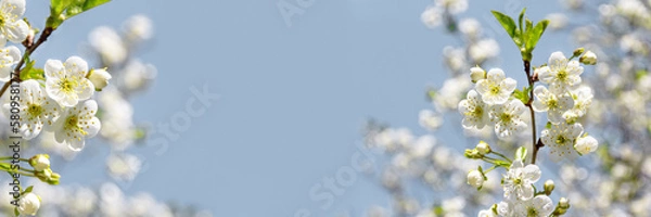 Fototapeta Spring apple blossom with white flowers in the park on a bright sunny day. Close-up, selective focus.