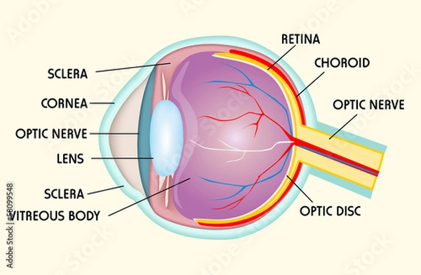 Obraz Eye structure