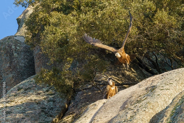 Fototapeta Pair of griffon vultures in the nest, one of them taking off and the other one looking on