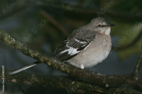 Obraz Northern Mockingbird